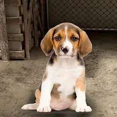 Скачать взломанную My Pet Animal Shelter World  [МОД Все открыто] - полная версия apk на Андроид